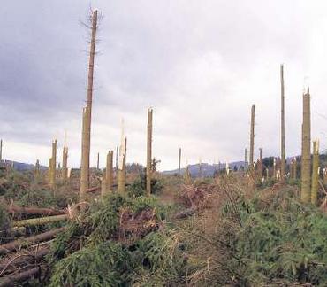 NRW anno 2007: Orkan Kyrill riß Schneise der Verwüstung